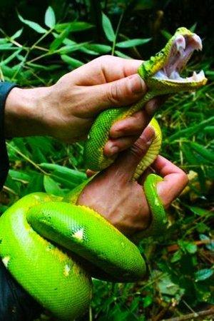 Serpente camuflada com a mesma cor do ambiente é agarrada