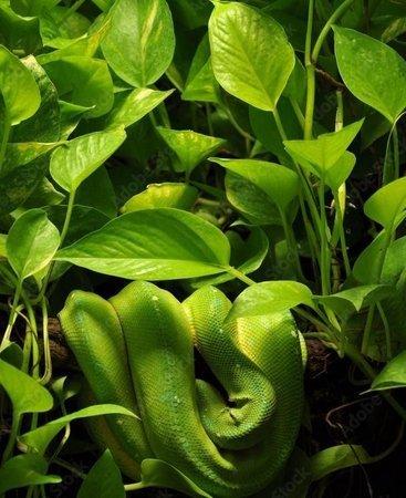 Cobra verde e amarela camuflada na folhagem